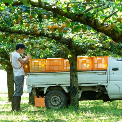 【千葉県横芝光町産】2021年デビューの新品種『秋満月』約3kg(4～5個) 満月のような大玉の梨