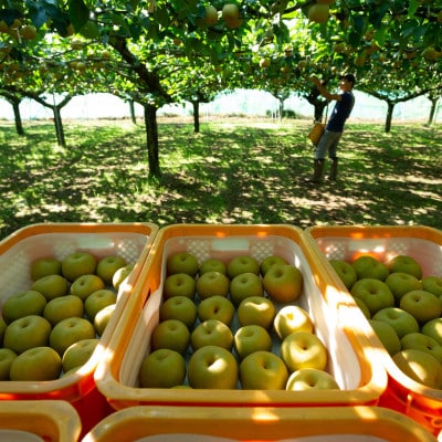 【千葉県横芝光町産】2021年デビューの新品種『秋満月』約3kg(4～5個) 満月のような大玉の梨