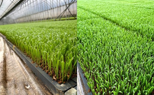 千葉県一宮町産コシヒカリ（白米１０㎏）令和７年産米【2025年発送分】　一等米　10kg　１袋　白米　精米