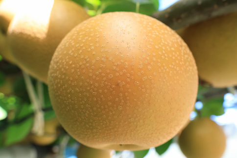 梨（あきづき）（約５kg）【2026年発送分】