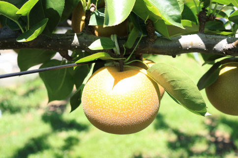 梨（甘太）（約５kg）【2026年発送分】