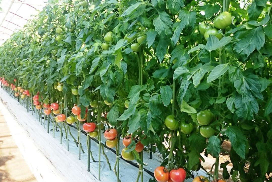 長生（ながいき）とまと１箱（20～24個(約4kg)）一宮町産 トマト 先行予約