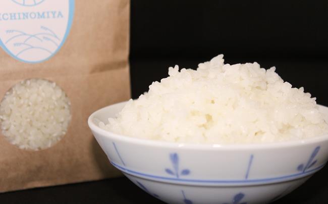 千葉県一宮町産コシヒカリ（玄米３０㎏）令和６年産米【2024年発送分】　一等米　先行予約