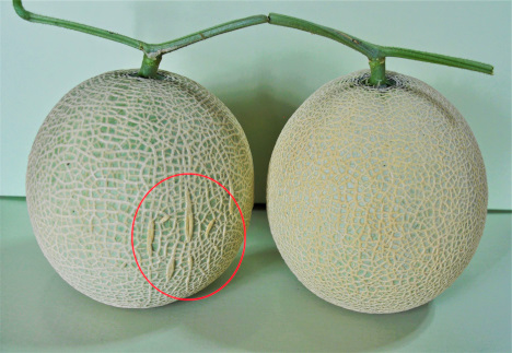 網目がきれいではありませんが、正規品と同じ美味しさです！