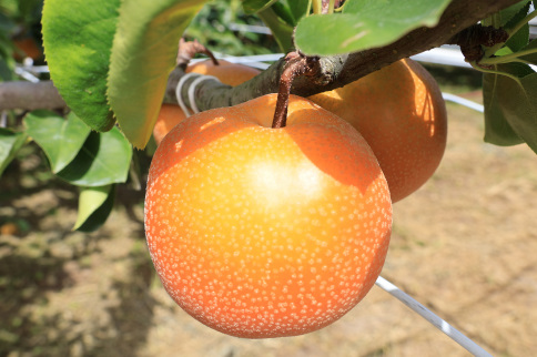 梨（豊水）（約５kg）【2026年発送分】