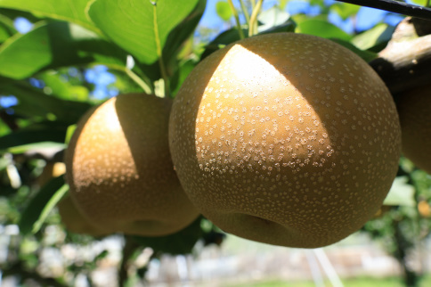 梨（あきづき）（約５kg）【2026年発送分】