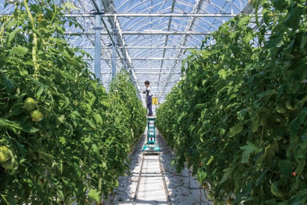 長生（ながいき）とまと１箱（20～24個(約4kg)）一宮町産 トマト 先行予約