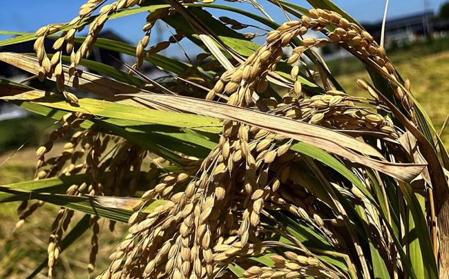 千葉県一宮町産コシヒカリ（白米１０kg）食べくらべチャレンジセット　令和７年産米【2025年発送分】　先行予約　一等米　５kg　２袋　白米　精米