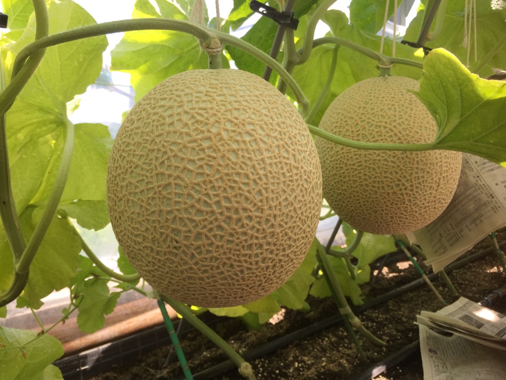 高級マスクメロン【千葉アクアメロン】１玉