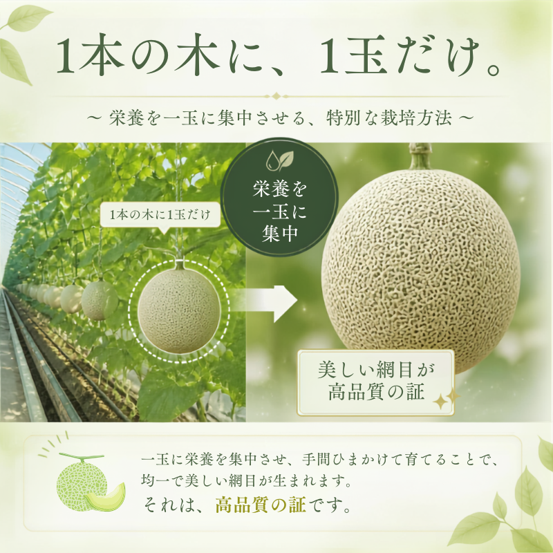 高級マスクメロン　【千葉アクアメロン】　1玉　L～2Lサイズ　千葉県産　化粧箱入り　生産者直送