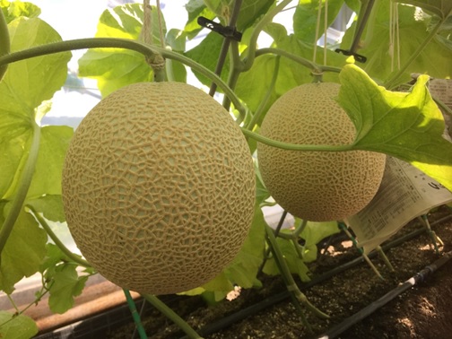 【訳あり】高級マスクメロン（千葉アクアメロン）２玉