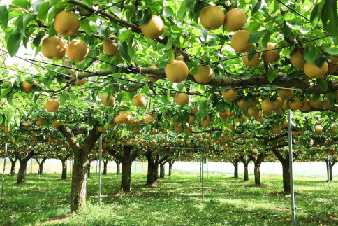 梨（豊水）（約５kg）【2026年発送分】