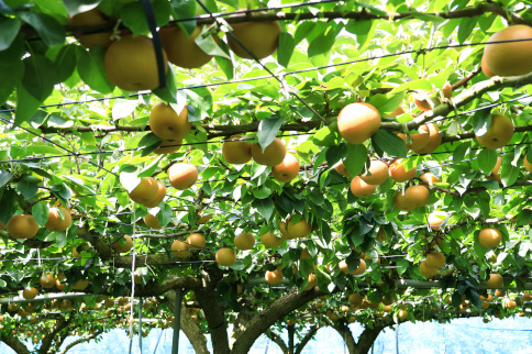 梨（あきづき）（約５kg）【2026年発送分】