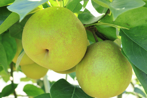 梨（甘太）（約５kg）【2026年発送分】