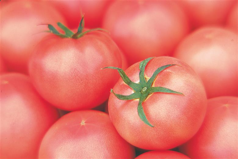 長生（ながいき）とまと１箱（20～24個(約4kg)）一宮町産 トマト 先行予約