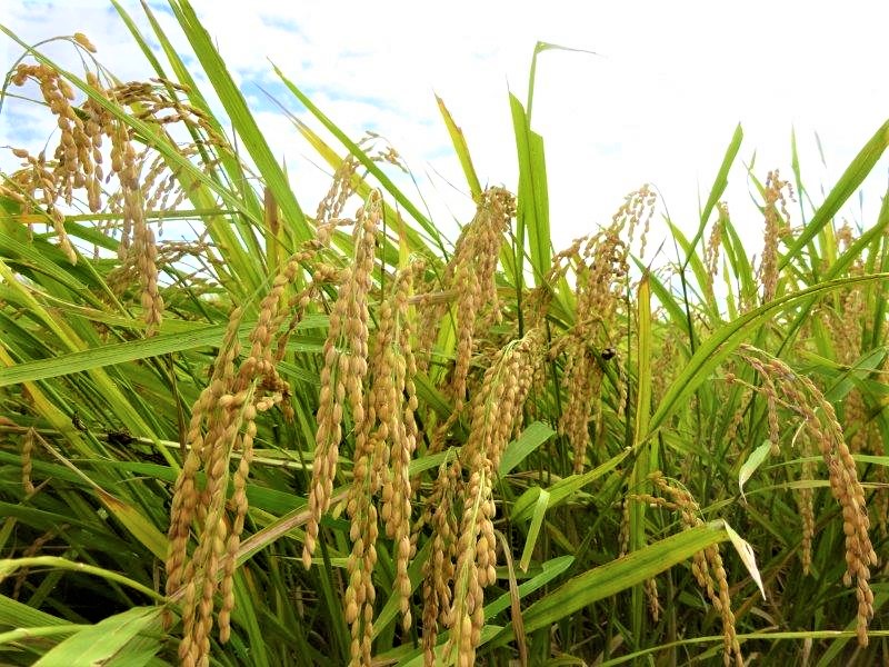 粒すけ＆ふさこがね（白米２０ｋｇ）令和６年産米【2024年発送分】　一等米