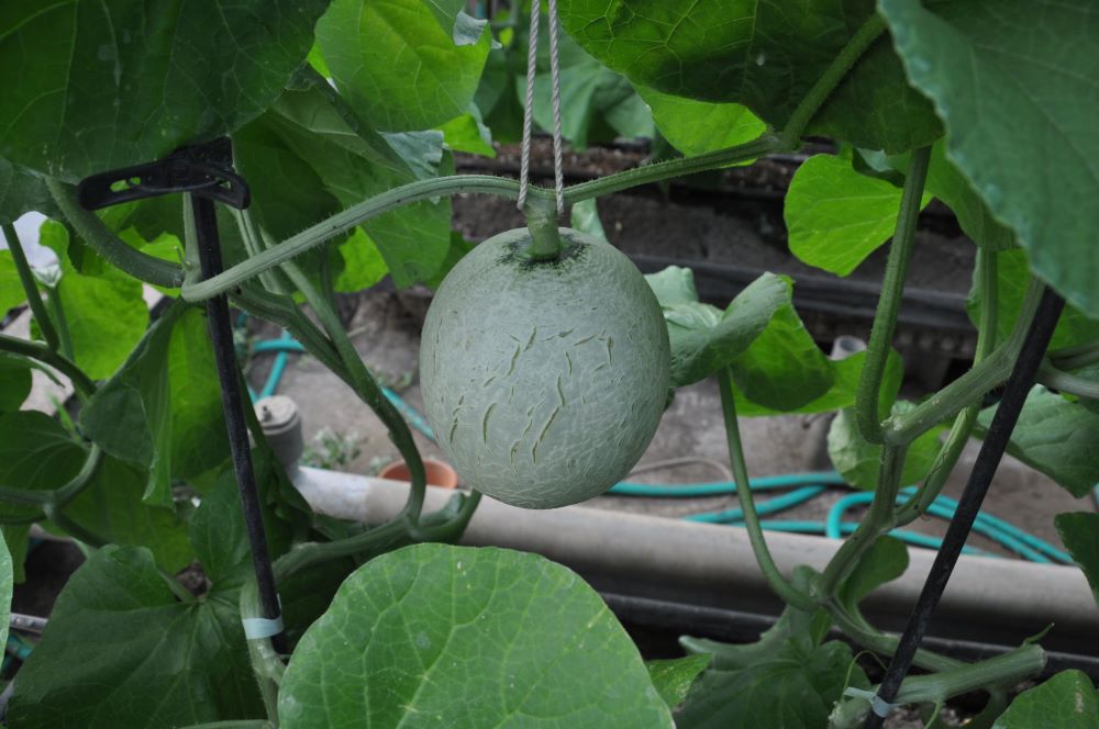 高級マスクメロン【千葉アクアメロン】２玉