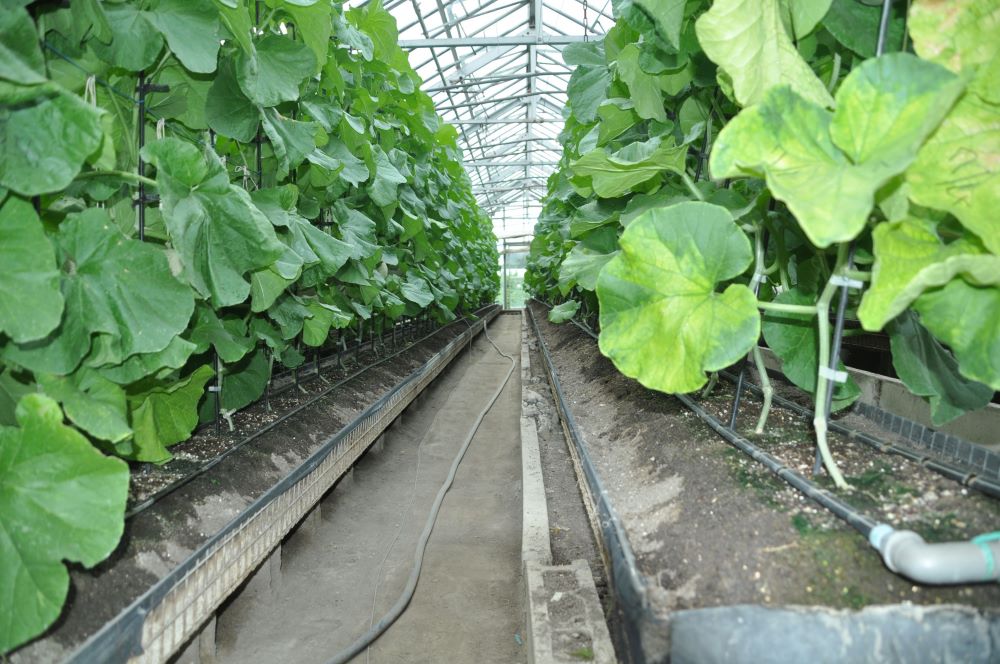 高級マスクメロン【千葉アクアメロン】１玉