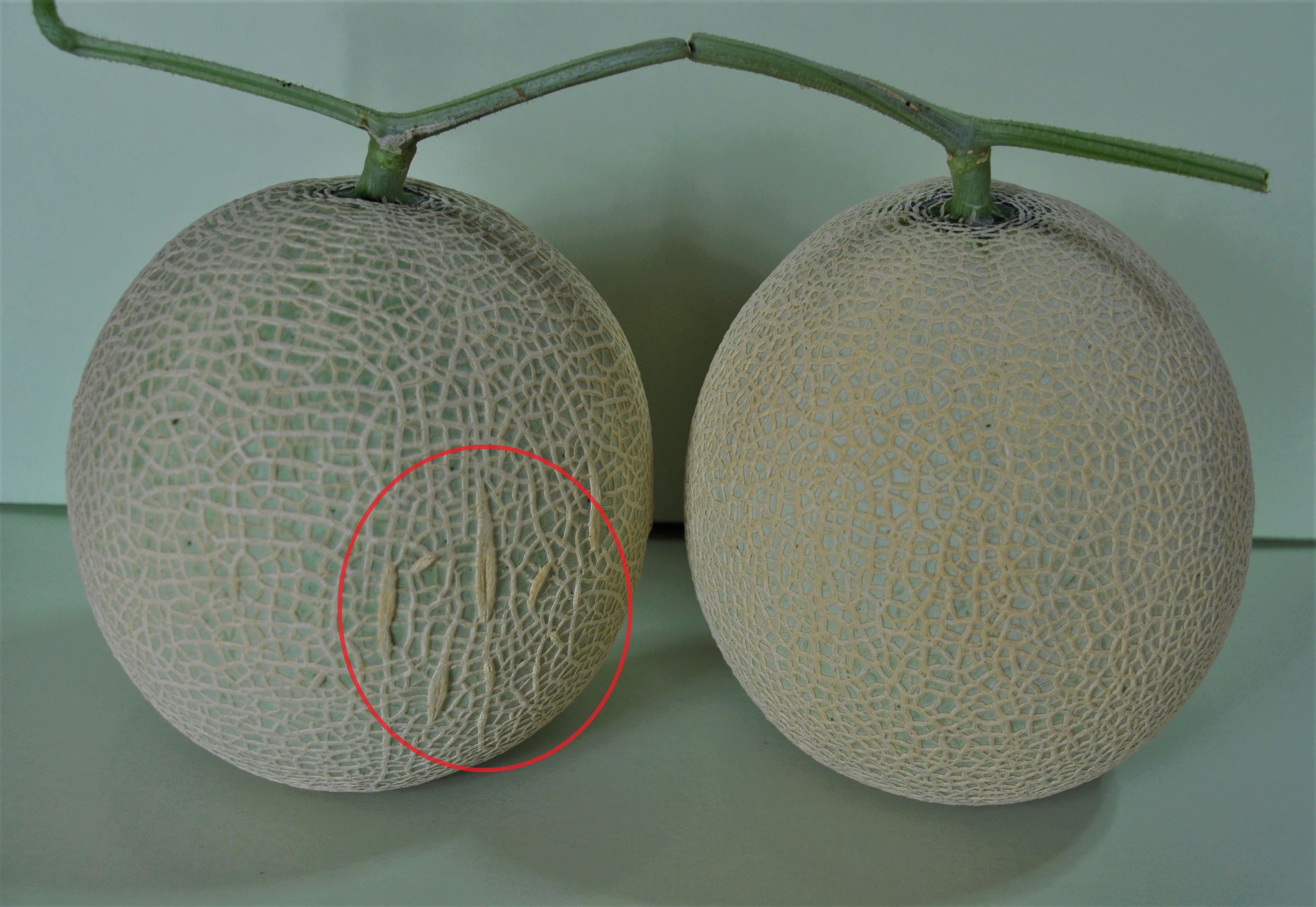 【訳あり】高級マスクメロン（千葉アクアメロン）２玉