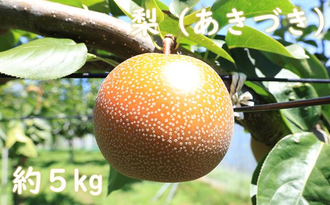 梨（あきづき）（約５kg）【2026年発送分】