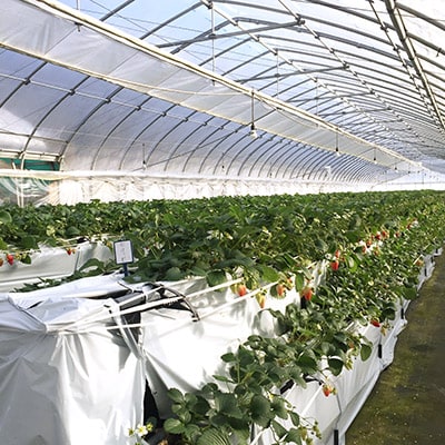 いちご(紅ほっぺ・かおり野 9～18粒前後×2箱)【配送不可地域：離島・北海道・沖縄県・東北・中国・四国・九州】