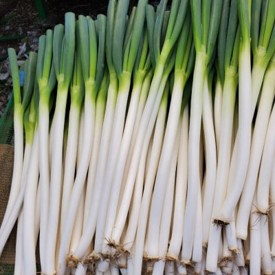 【千葉県長柄町産】『長生ねぎ』Lサイズ　5kg(約40本)