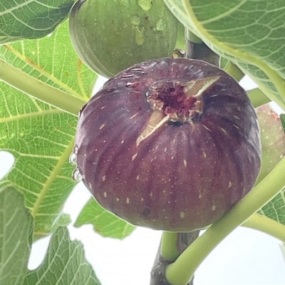 長柄町産いちじくの甘さ控えめジャム120g×5パック