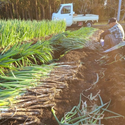 【千葉県長柄町産】『長生ねぎ』2Lサイズ　5kg(約30本)