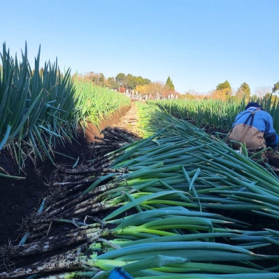 【千葉県長柄町産】『長生ねぎ』2Lサイズ　5kg(約30本)