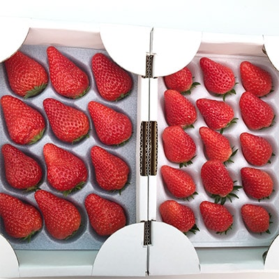 いちご(紅ほっぺ・かおり野 9～18粒前後×2箱)【配送不可地域：離島・北海道・沖縄県・東北・中国・四国・九州】