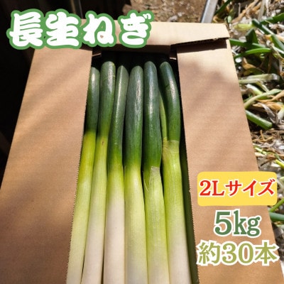 【千葉県長柄町産】『長生ねぎ』2Lサイズ　5kg(約30本)