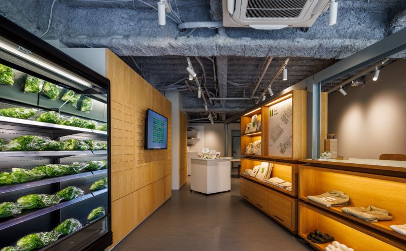 チケット 東京 【11/3(月・祝)開催】FARM HANEDA見学会チケット 見学 収穫 体験 体験チケット 植物工場 野菜 栽培 レタス ラディッシュ サラダホウレンソウ 大田区 東京都