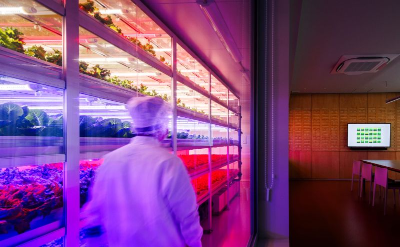 チケット 東京 【11/3(月・祝)開催】FARM HANEDA見学会チケット 見学 収穫 体験 体験チケット 植物工場 野菜 栽培 レタス ラディッシュ サラダホウレンソウ 大田区 東京都