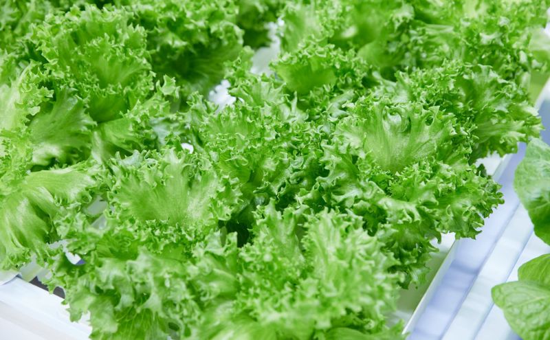 チケット 東京 【11/24(月・祝)開催】FARM HANEDA見学会チケット 見学 収穫 体験 体験チケット 植物工場 野菜 栽培 レタス ラディッシュ サラダホウレンソウ 大田区 東京都