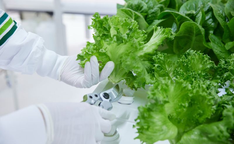 チケット 東京 【11/24(月・祝)開催】FARM HANEDA見学会チケット 見学 収穫 体験 体験チケット 植物工場 野菜 栽培 レタス ラディッシュ サラダホウレンソウ 大田区 東京都