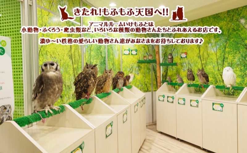 チケット 東京 ふれあい入場チケット 体験 ふくろう 爬虫類 チンチラ フクロモモンガ うさぎ モルモット ミーアキャット プレーリードッグ ヘビ カメ 写真撮影 ふれあい 豊島区 東京都