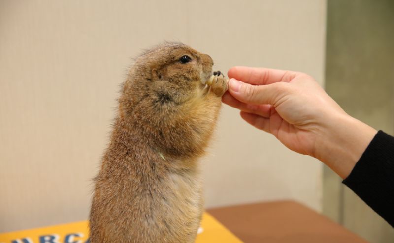 チケット 東京 ふれあい入場チケット 体験 ふくろう 爬虫類 チンチラ フクロモモンガ うさぎ モルモット ミーアキャット プレーリードッグ ヘビ カメ 写真撮影 ふれあい 豊島区 東京都