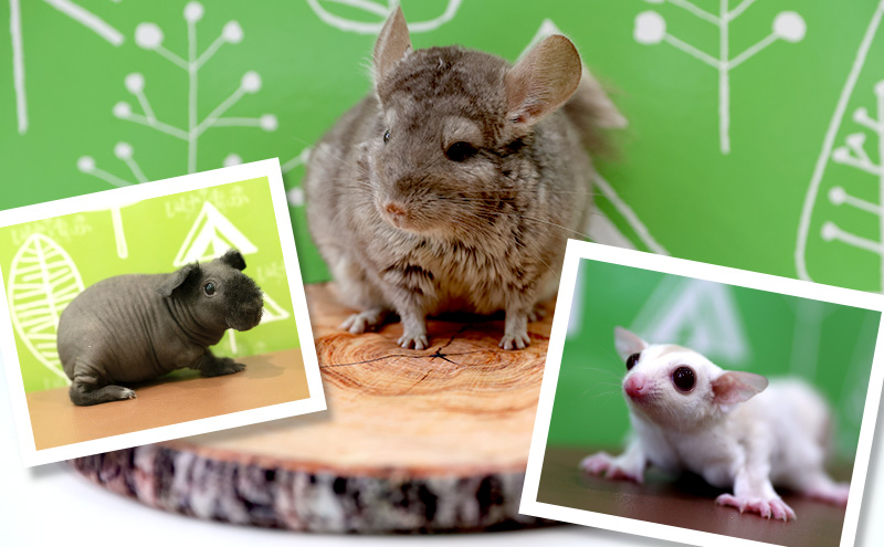 チケット 東京 ふれあい入場チケット 体験 ふくろう 爬虫類 チンチラ フクロモモンガ うさぎ モルモット ミーアキャット プレーリードッグ ヘビ カメ 写真撮影 ふれあい 豊島区 東京都