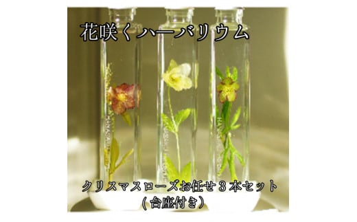 花郷園オリジナル【花咲くハーバリウム　クリスマスローズ３本セット（台座お皿付き）】