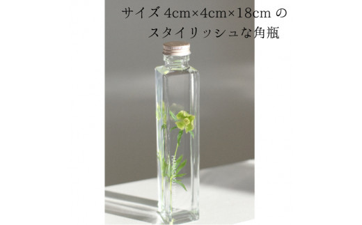 花郷園オリジナル【花咲くハーバリウム　クリスマスローズ３本セット（台座お皿付き）】