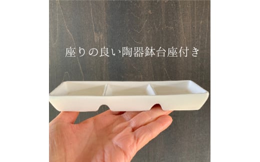 花郷園オリジナル【花咲くハーバリウム　クリスマスローズ３本セット（台座お皿付き）】