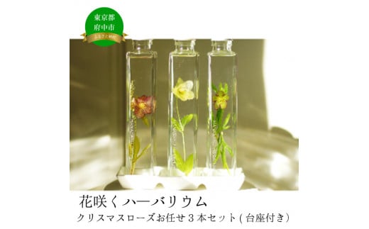 花郷園オリジナル【花咲くハーバリウム　クリスマスローズ３本セット（台座お皿付き）】
