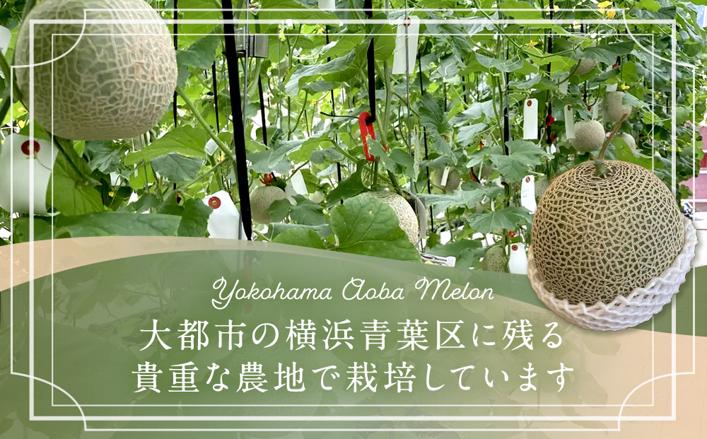 糖度１５度以上！横浜青葉メロン１玉（赤肉または青肉）（7月下旬から発送開始）