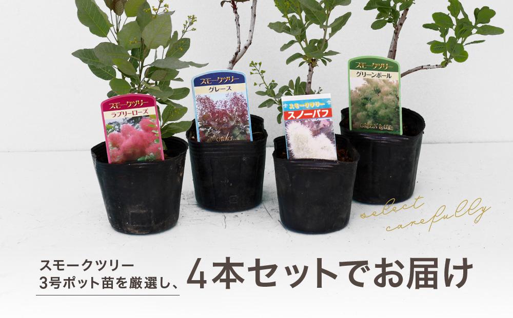 スモークツリー3号ポット苗 4本 おみつくろいセット〈花光園〉｜ガーデニング 園芸 庭木 観葉植物 花 家庭菜園 園芸｜人気 おすすめ 送料無料｜神奈川県 横浜市