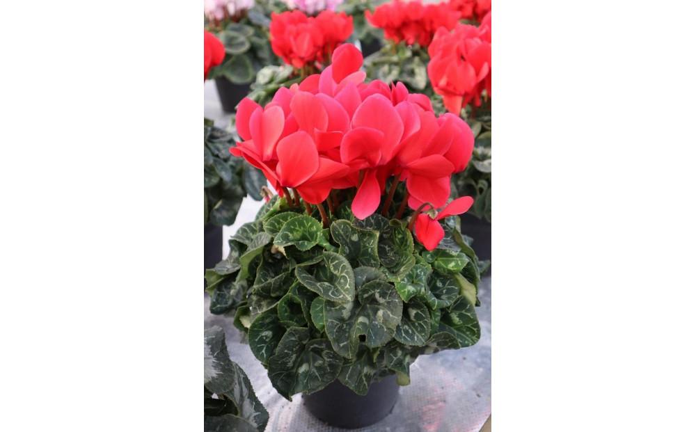 シクラメン　６号鉢　〈神明園〉（12月発送）