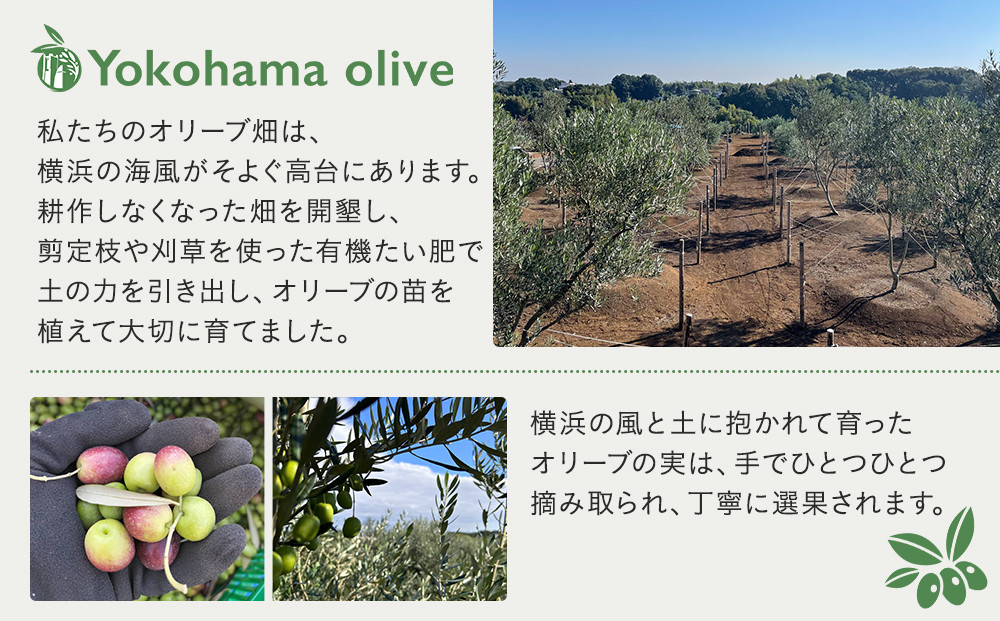 横浜オリーブ　No.7ソラレヨコハマ　エクストラバージンオリーブオイル120ml