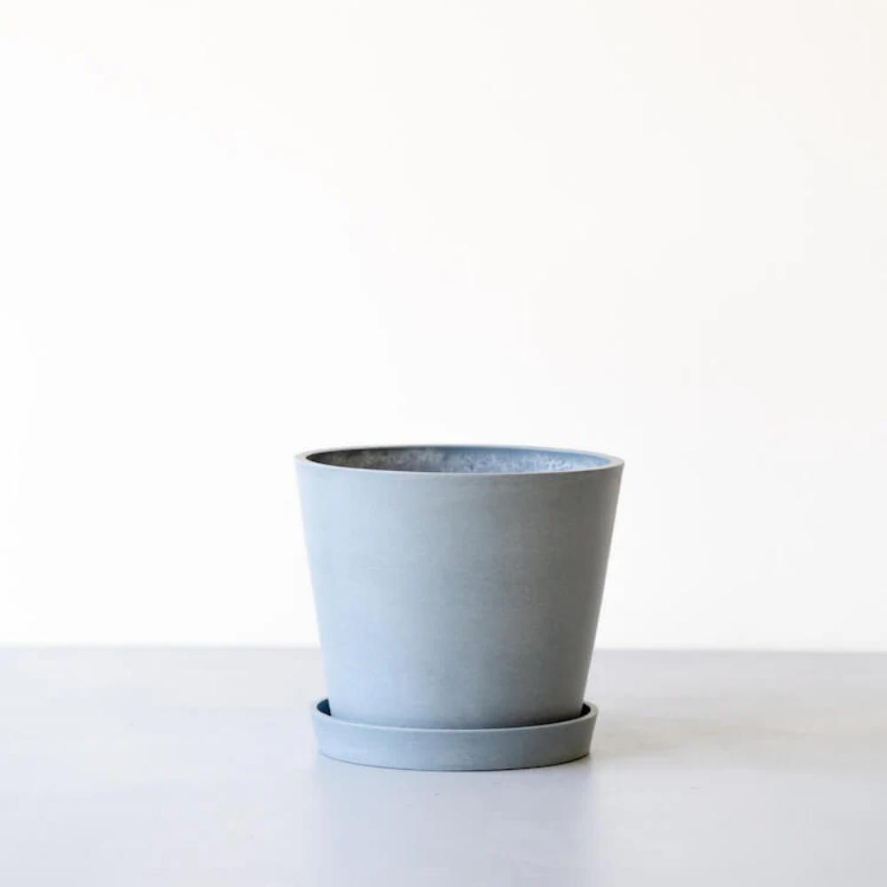 【鉢付き】ガジュマル Sサイズ【鉢：ブルーグレー】