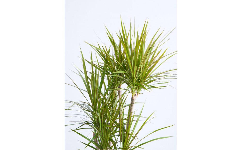 【鉢付き】ドラセナ・コンシンネ Lサイズ【鉢：ブラック】