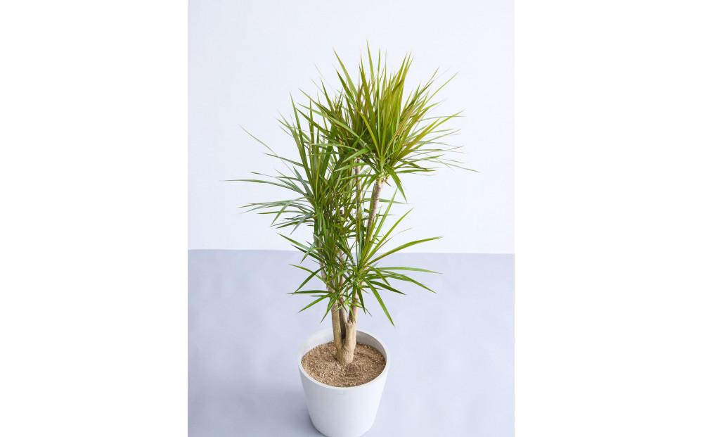 【鉢付き】ドラセナ・コンシンネ Lサイズ【鉢：ホワイトグレー】