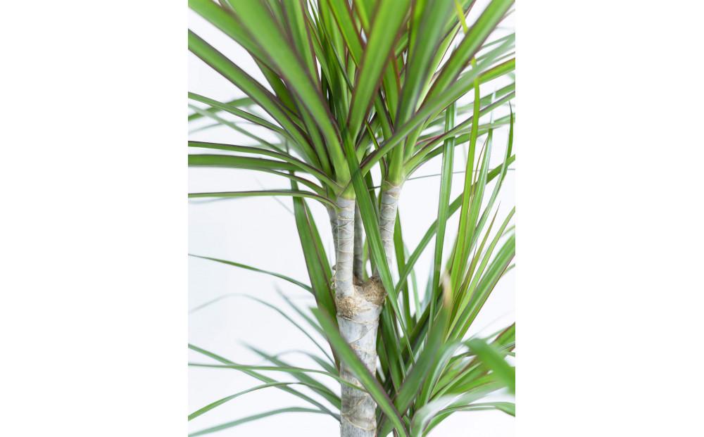 【鉢付き】ドラセナ・コンシンネ Mサイズ【鉢：トープ】